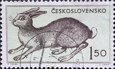 Czechoslovakia Circa 1955: A postage stamp printed in Czechoslovakia showing a European Hare (Lepus...