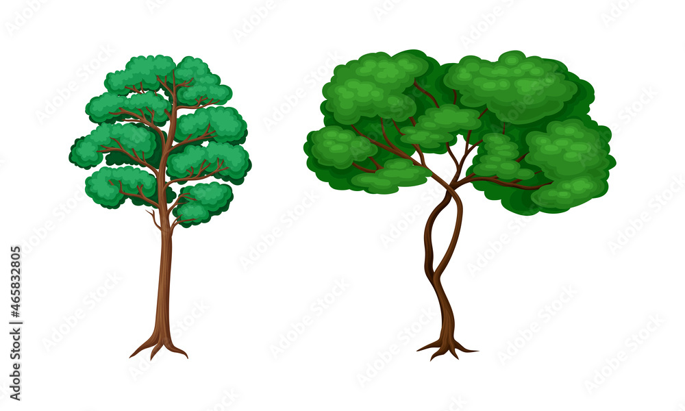 Poster tree with exuberant green foliage and trunk vector set