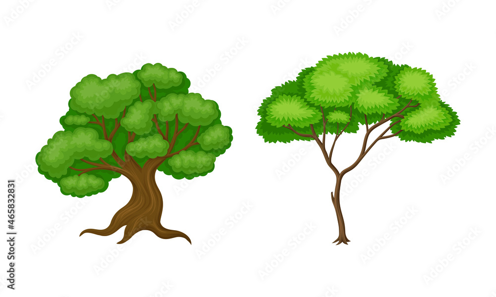 Poster tree with exuberant green foliage and trunk vector set