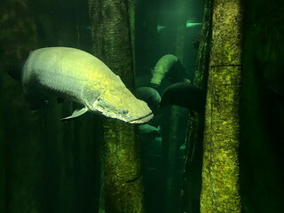 tropical fish swimming in an aquarium