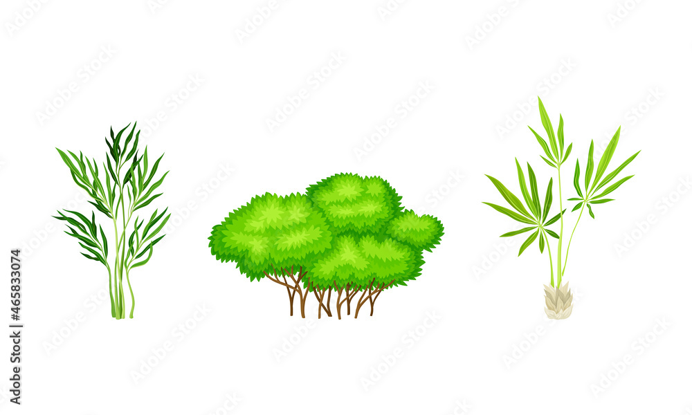 Poster tree with exuberant green foliage and trunk vector set