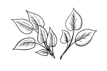 Green leave or plant. Vector illustration. Badge for for sticker or t-shirt or menu in a restaurant. Engraved hand drawn in old sketch.