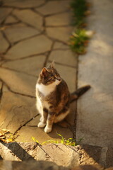 Obraz premium Turtle cat sitting in a sunny spring garden
