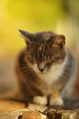 Turtle cat sleep in a sunny spring garden