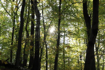 Fototapeta premium a forest in autumn with colorful leaves on the trees