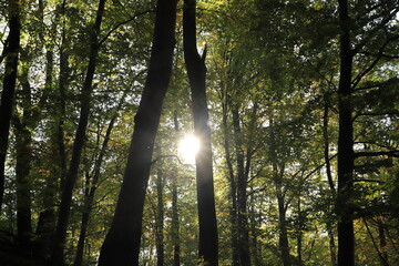 a forest in autumn with colorful leaves on the trees