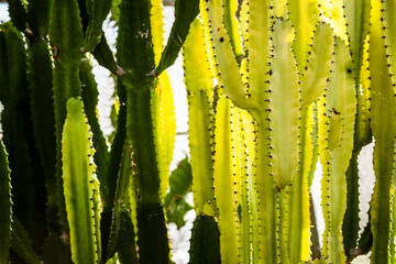 Sunlit Candelabra cactus