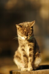 The turtle cat meditates in a sunny spring garden