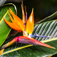 Close up of Bird of paradise flower, crane flower