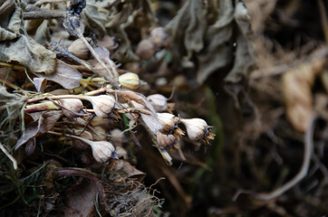 Buds of dried plants with seeds with copy space. Selective focus on branch of dried flowers on blurred background. Autumn season concept.