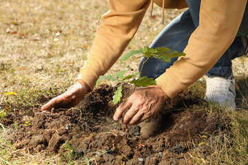 Man planting young tree outdoors on sunny day, closeup