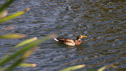 female duck swims on the pond