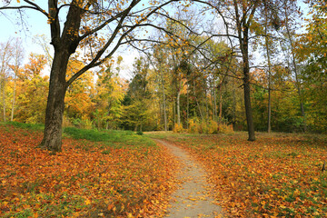 Fototapeta premium Autumn in park