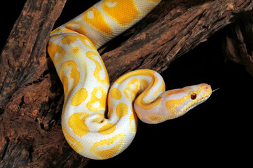 Obraz premium albino Ball python // Albino-Königspython (Python regius)