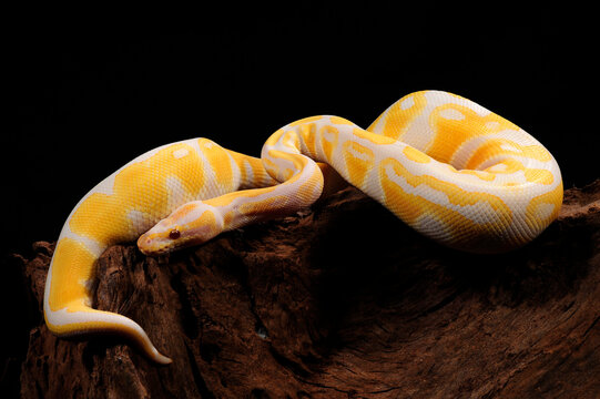 albino Ball python // Albino-K&ouml;nigspython (Python regius)