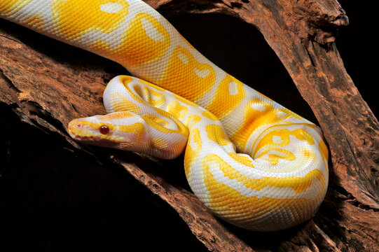 albino Ball python // Albino-Königspython (Python regius)