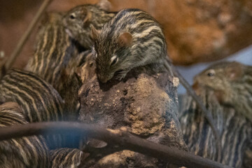Zoo © Grzegorz