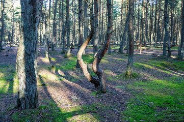 A coniferous forest. The tilted and curved trunks of pine trees. Dancing forest.
