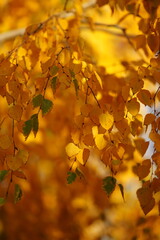 Birch tree with golden autumn leaves background.