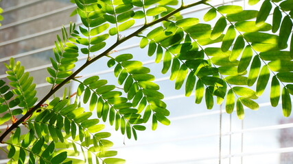 beautiful bright green leaves of acacia plant on the windowsill, sunlight through the blinds, spring, summer
