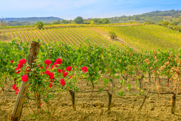 Fototapeta na wymiar Travel vacation in the vineyard terraces with red roses. Panoramic vineyards of brunello wine of Montalcino town of Tuscany in Italy.