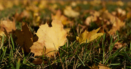 Herbstlaub an einem sonnigen Tag im Herbst auf einer Wiese im Park