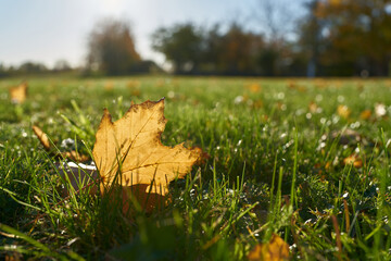 Herbstlaub an einem sonnigen Tag im Herbst auf einer Wiese im Park