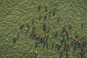 Aerial top-down view over meadow cows showing their long shadows from sundown in grass field....