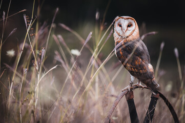 Barn owl (Tyto alba) sitting on an old wooden wheel. Barn owl portrait. Owl sitting on wheel.