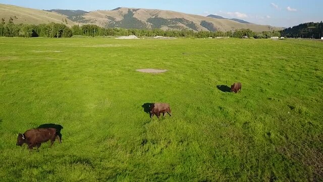 Bison walking in the fields.