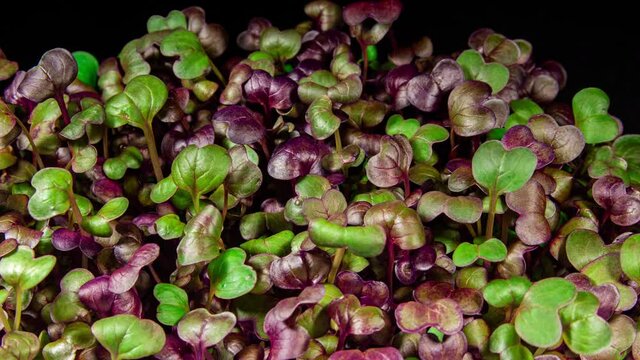 Radish Sango Microgreens Moving Seedling in Timelapse. Fresh Sprouts Grows Up Fast Concept