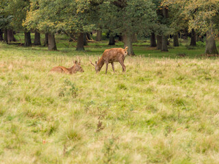 Obraz na płótnie Canvas Young Roe deer at Tatton Park, Knutsford, Cheshire, UK
