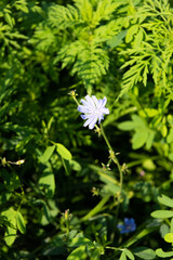 Blue flower of chicory surrounded by lush vegetation