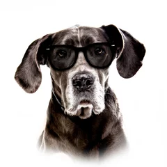 Poster dog head with sunglasses color art © reznik_val