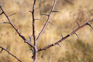 Tree branches with fallen leaves isolated on background. Close up view. Autumn background.
