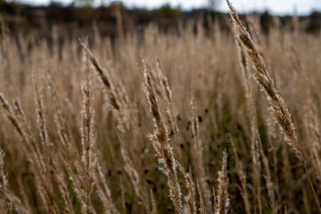 Close up view of a plant background