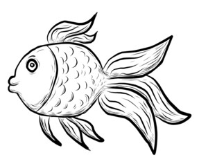 The goldfish Carassius auratus drawing sketch, 