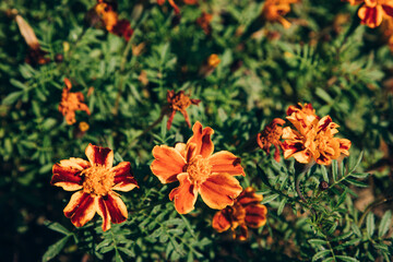 Obraz na płótnie Canvas orange and red flowers. Natural, green background.