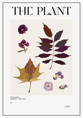 The plant. Autumn flower market poster. Herbarium