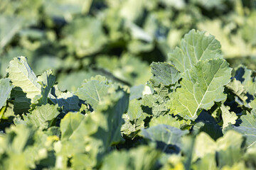 Close-up of autumn green field of winter rape plants