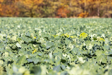 Autumn green field of winter rape plants with orange trees in background