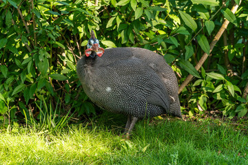 The Republic of Crimea. the city of Belogorsk. July 17, 2021. Domestic guinea fowls in the park for...