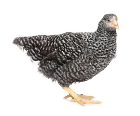 Beautiful chicken on white background. Domestic animal