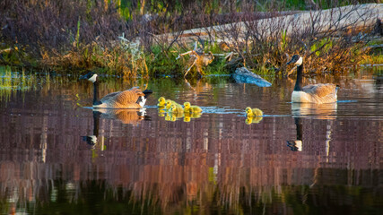 Geese with Goslings swimming in pond at sunset