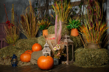 Fototapeta 
Halloween photo zone, Photo area decorated with traditional pumpkins, hay and autumn paraphernalia obraz