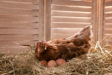 Beautiful chicken with eggs on hay in henhouse