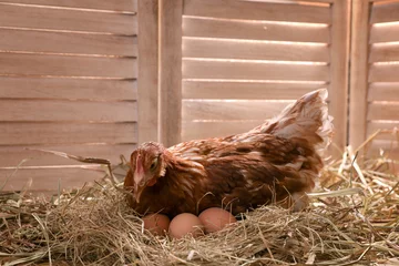 Rolgordijnen Beautiful chicken with eggs on hay in henhouse © New Africa
