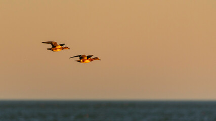 American Wigeon Ducks Flying at Sunset