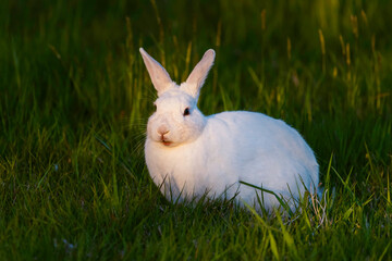Curious white rabbit eating in meadow at sunset