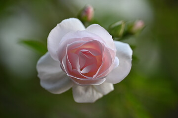 pink rose